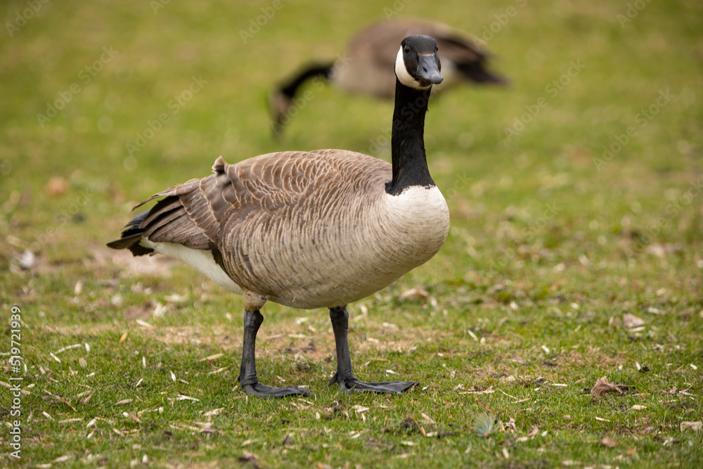 Dos (2) barnaclas canadienses (Branta canadensis) comiendo hierba en un prado verde Dos (2) barnaclas canadienses (Branta canadensis) comiendo hierba en un prado verde