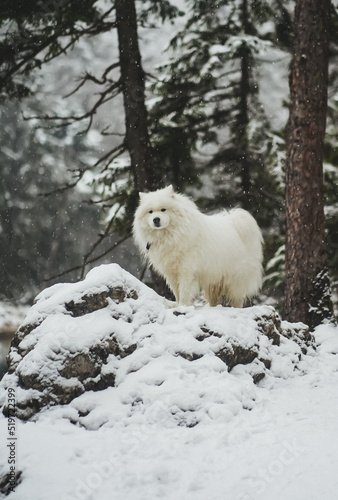 Samoyed dog in the snow