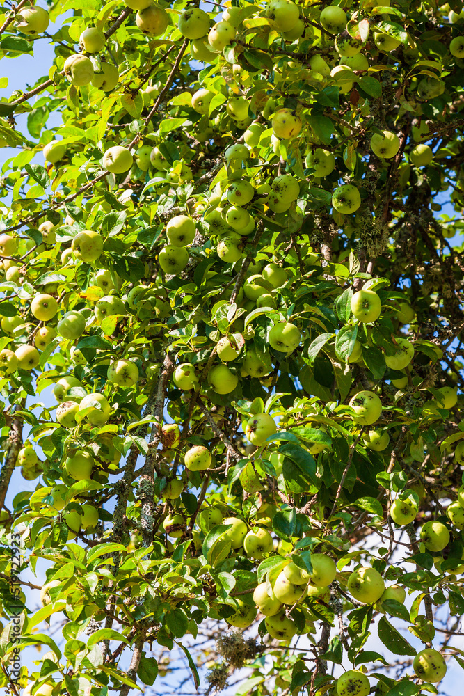 Apple tree with many green apples