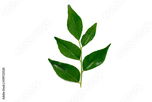 bunch of curry leaves isolated on white background