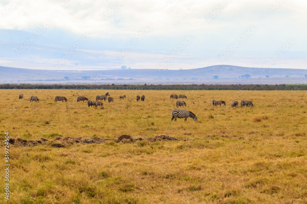 Herd of zebras in savanna in Ngorongoro Crater National park in Tanzania. Wildlife of Africa