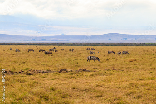 Herd of zebras in savanna in Ngorongoro Crater National park in Tanzania. Wildlife of Africa © olyasolodenko