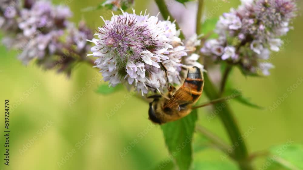 Drone fly, hoverfly on peppermint flower Drone fly, hoverfly on peppermint flower