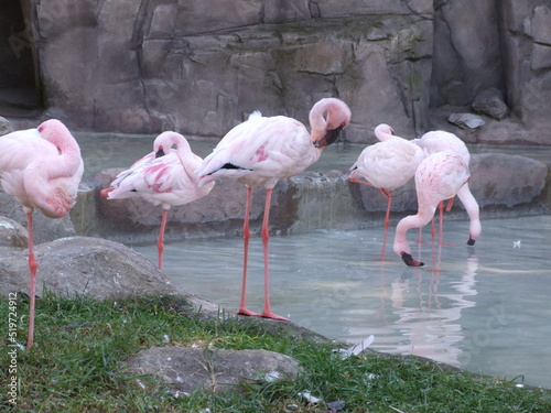 flamingos in water