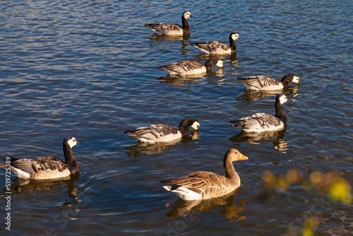 barnaclas cariblancas (Branta leucopsis) y un ánsar común (anser anser) nadando en un lago en verano (agosto) photo