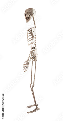 Human skeleton model isolated on white background. Side view. Musculoskeletal system. Anatomy, Halloween day, horror concept. High quality photo