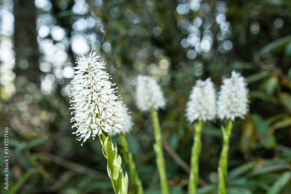 Obraz premium Tibetan ypsilandra