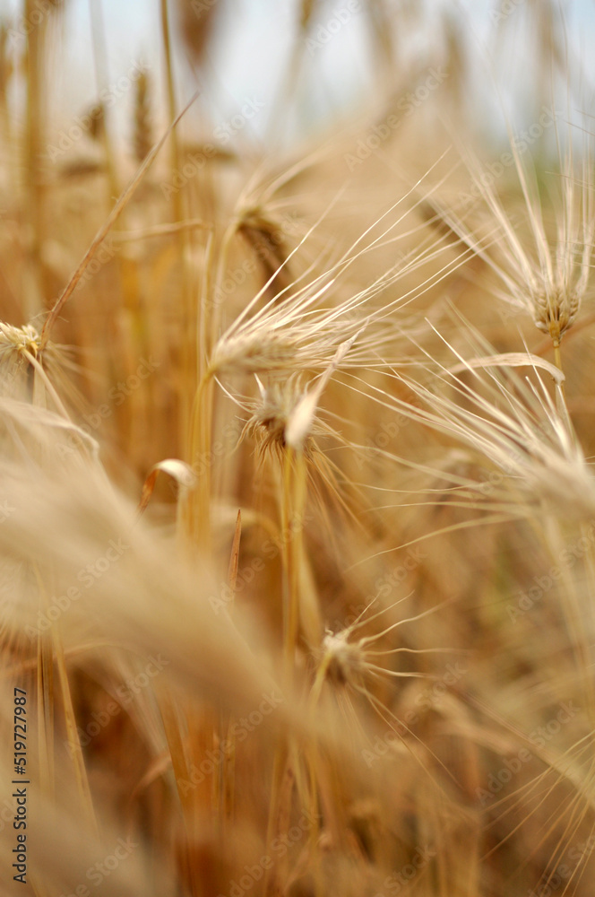 Field of wheat and oat plants ready for harvest Field of wheat and oat plants ready for harvest