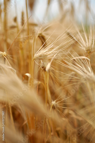 Field of wheat and oat plants ready for harvest