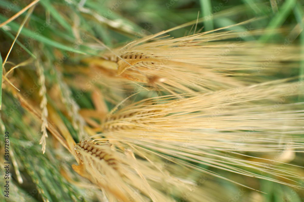 Fototapeta premium Field of wheat and oat plants ready for harvest