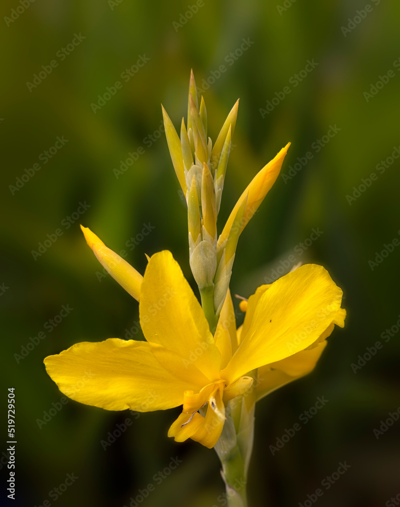 Fototapeta premium Closeup of flowers of Canna 'Ra' in a garden in summer