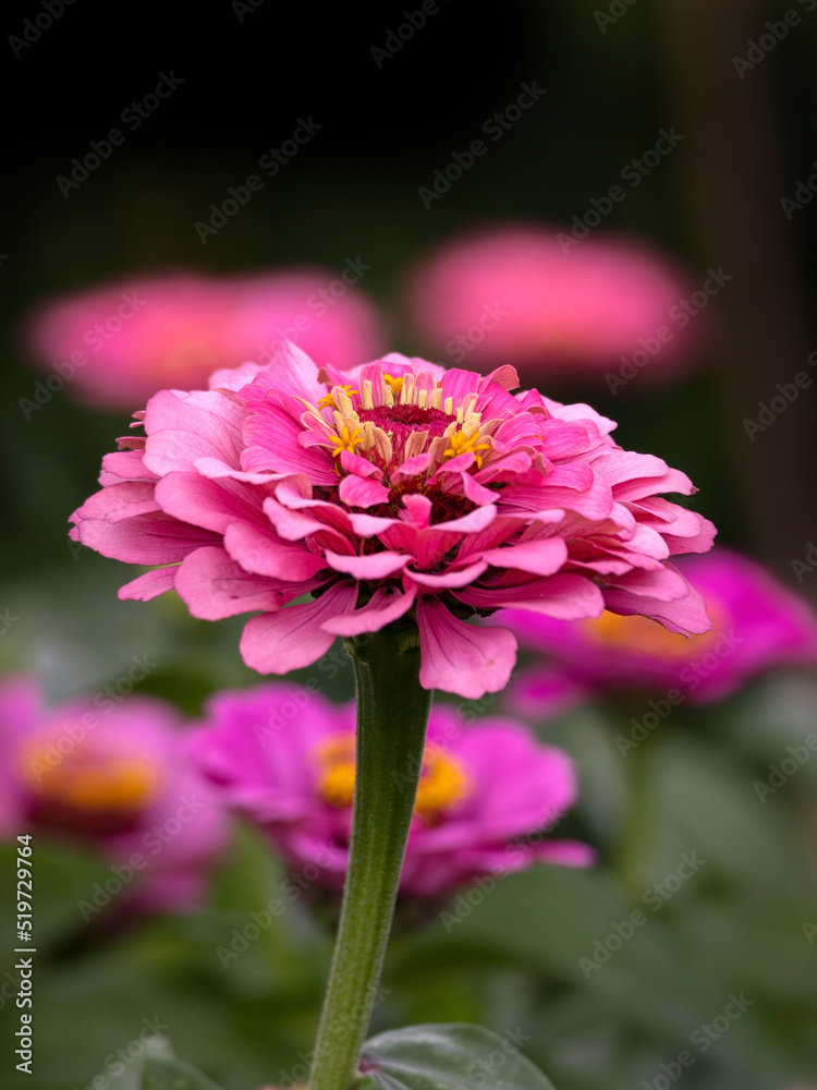 Closeup of a flower of Zinnia elegans 'Super Yoga Rose' in a garden in summer Closeup of a flower of Zinnia elegans 'Super Yoga Rose' in a garden in summer