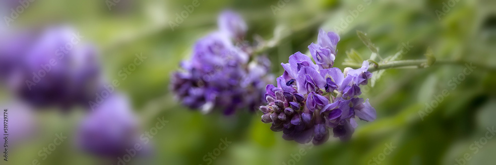 Panorama of flowers of Wisteria frutescens 'Longwood Purple' in a garden in summer Panorama of flowers of Wisteria frutescens 'Longwood Purple' in a garden in summer