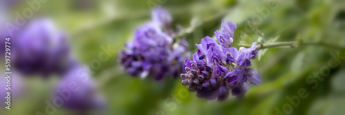 Panorama of flowers of Wisteria frutescens 'Longwood Purple' in a garden in summer