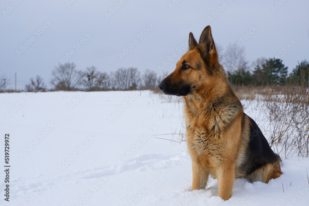 German young Shepherd dog performs the commands of the owner. German Shepherd sitting on the snow German young Shepherd dog performs the commands of the owner. German Shepherd sitting on the snow