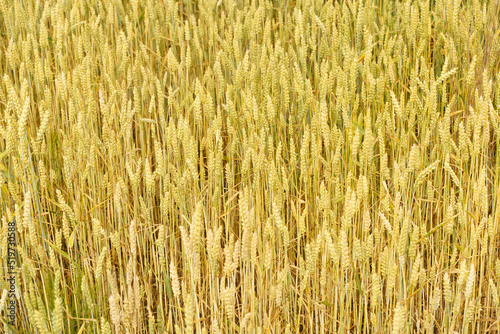 Wheat field in summer at sunset. Ripe ears of wheat on the farm during the summer harvest. Agriculture  cereals and eco nature concept.