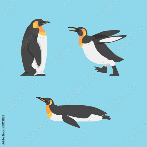Emperor Penguin as Aquatic Flightless Bird with Flippers for Swimming Vector Set