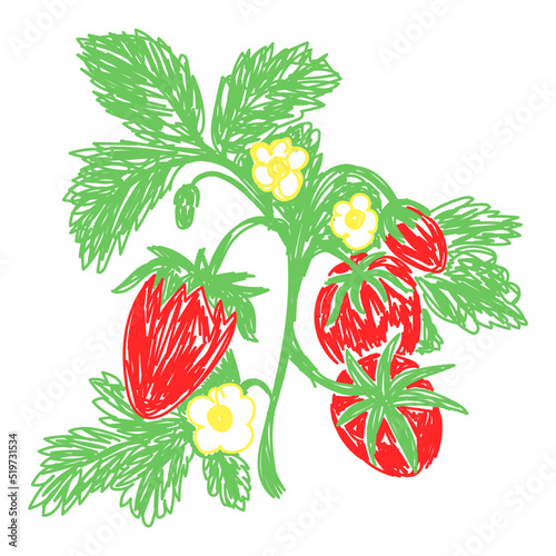 Fototapeta Naklejka Na Ścianę i Meble -  Strawberry sketch. Hand drawn vector illustration. Pen or marker doodle berry