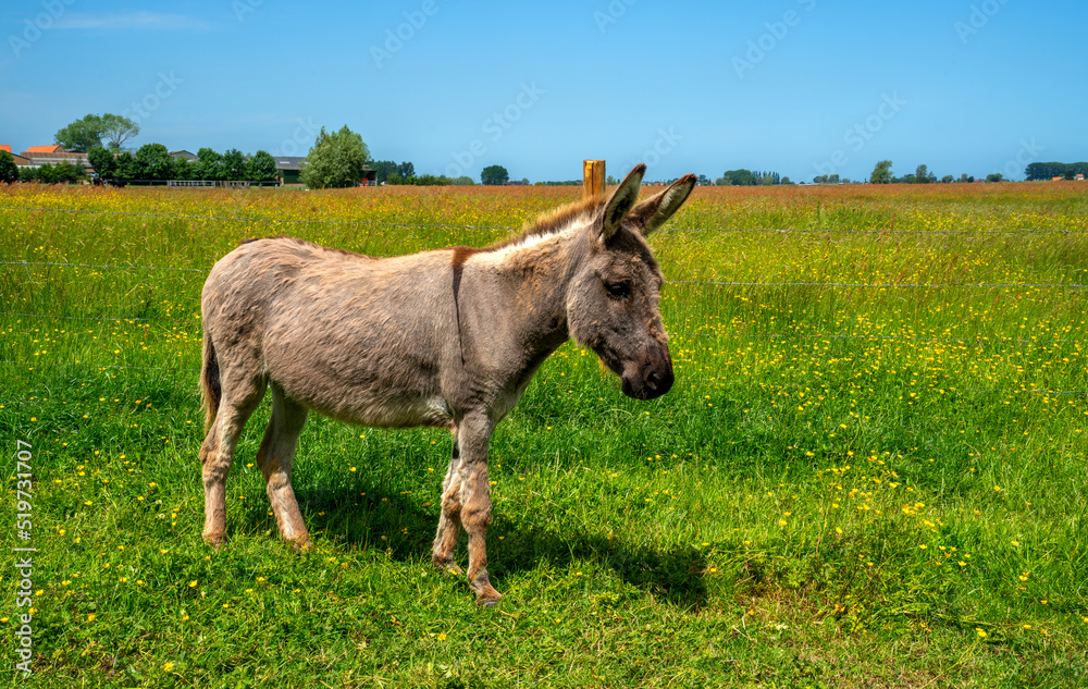Close up portrait of a grey donkey
Close up portrait of a grey donkey