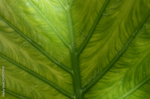 Green leaf texture (ID: 519731978)