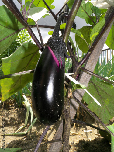 Eggplant fruit in the vegetable garden