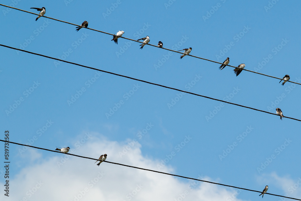 A group of swallows sits on wires. swallows clean their feathers, sleep, watch. barn swallows, adults and chicks. Against the background of the blue sky. A group of swallows sits on wires. swallows clean their feathers, sleep, watch. barn swallows, adults and chicks. Against the background of the blue sky.