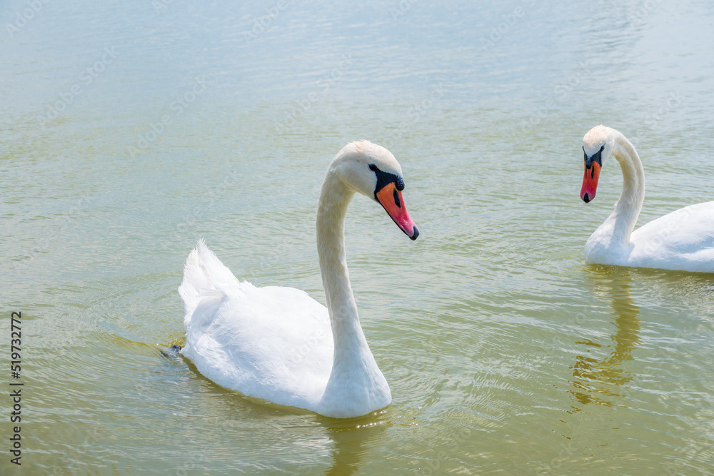 Two Graceful white Swans swimming in the lake, swans in the wild Two Graceful white Swans swimming in the lake, swans in the wild