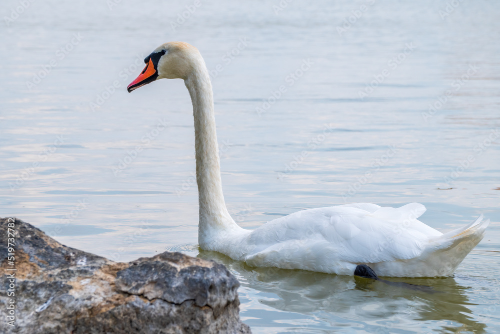 Fototapeta premium Graceful white Swan swimming in the lake, swans in the wild. Portrait of a white swan swimming on a lake.