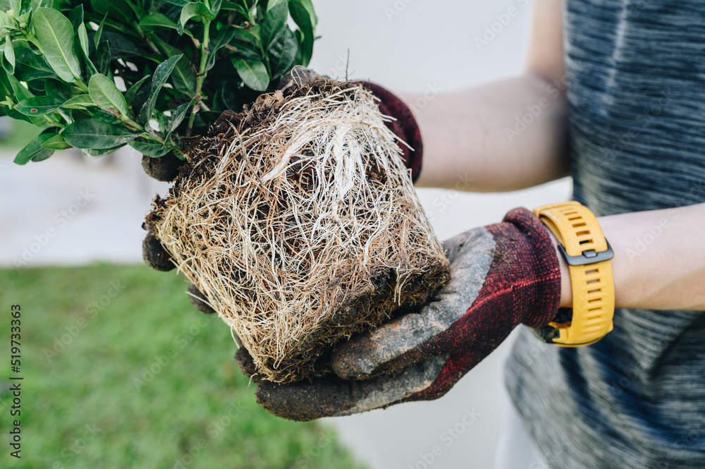 Cropped shot of gardener holding a plant with root bound for repotting. Repotting refreshes the nutrients in the soil.