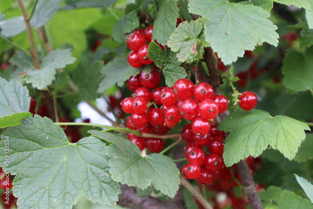 Red currants. Ripe grapes on a bush. Close-up. High quality photo. Copyspace Red currants. Ripe grapes on a bush. Close-up. High quality photo. Copyspace
