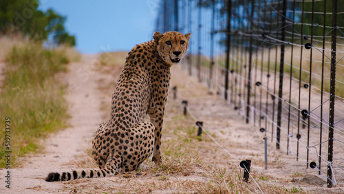 Photography Cheetah wild animal in Kruger National Park South Africa, Cheetah on the Hunt during sunset