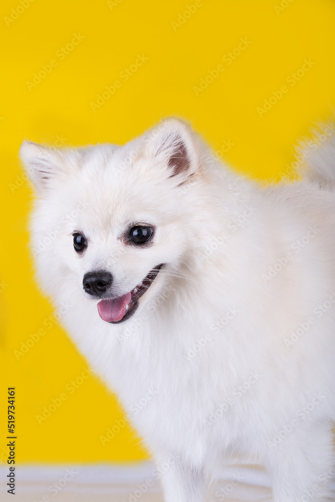 Very cute and pretty puppy Pomeranian