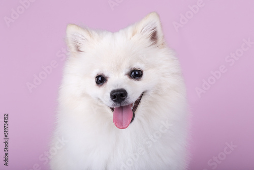 Very cute and pretty puppy Pomeranian © hot8030