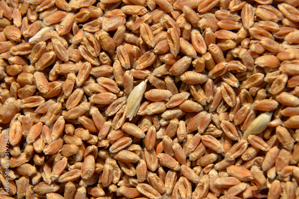 ripe golden yellow wheat seeds ripe golden yellow wheat seeds