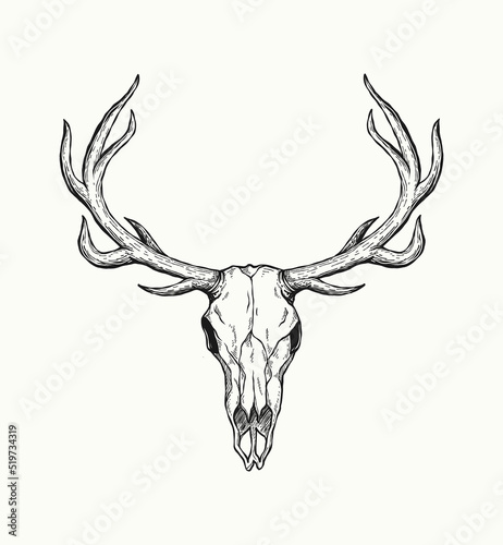 Fotografiet Sketch of deer skull isolated on white background