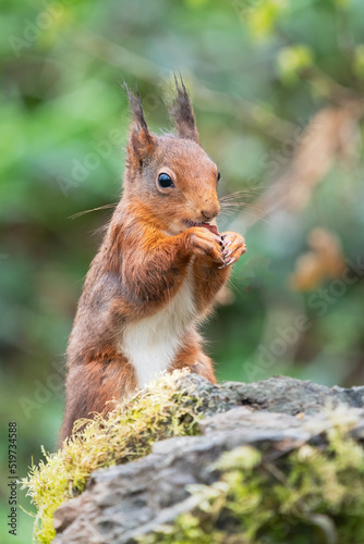 A red squirrel  Sciurus vulgaris  sits on the top of a stone wall. It is eating a hazelnut. Red squirrels are native species of the UK 