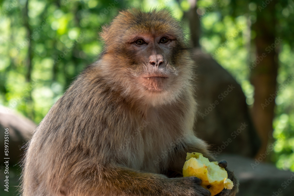 Barbary macaque, Macaca sylvanus, primate head portrait