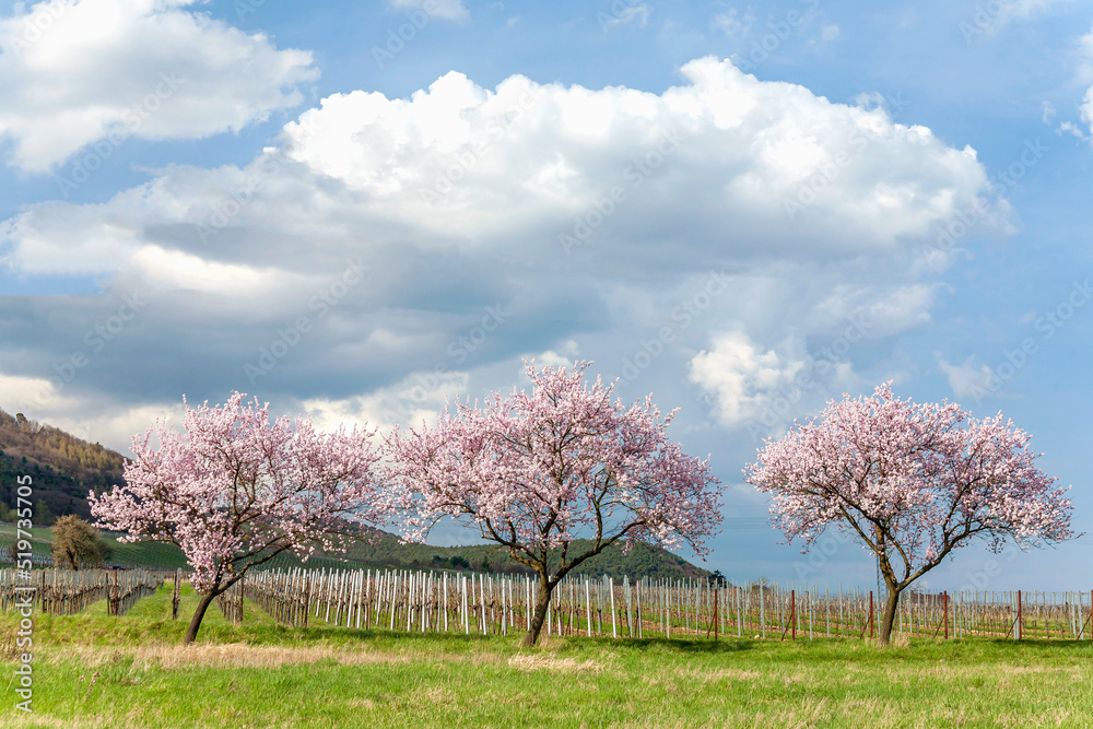 Mandelbaumblüte (Prunus dulcis), Frühling in der Südpfalz Mandelbaumblüte (Prunus dulcis), Frühling in der Südpfalz