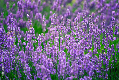 Purple violet color lavender flower field closeup background.