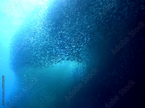 Gigantic school of sardines or silverside (Atherinidae) photo