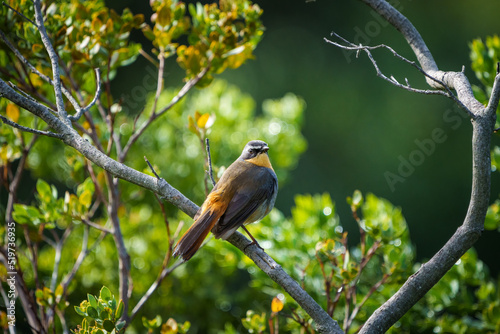 Cape robin-chat (Cossypha caffra). Cape Town. Western Cape. South Africa