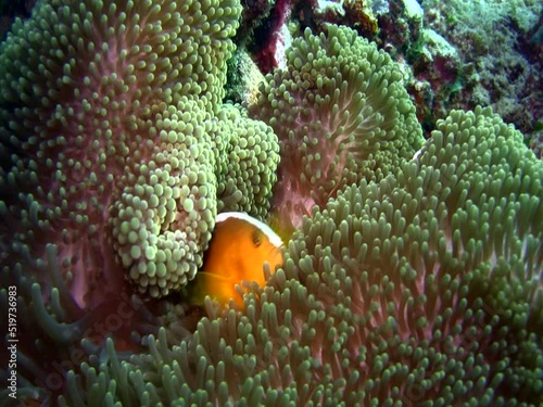 Skunk anemonefish (Amphiprion sandaracinos) in anemone photo