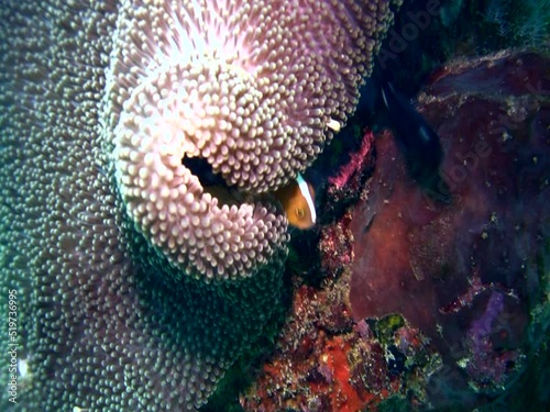 Skunk anemonefish (Amphiprion sandaracinos) in anemone photo