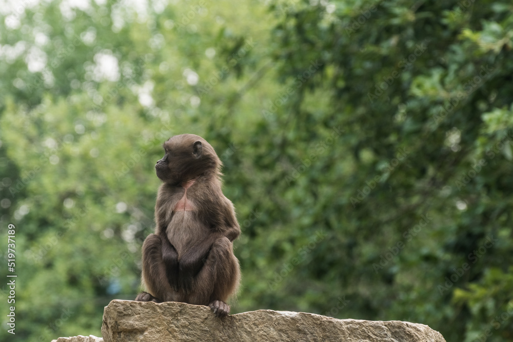 Obraz premium dear gelada monkey sits alone on the top of a rock in the zoo