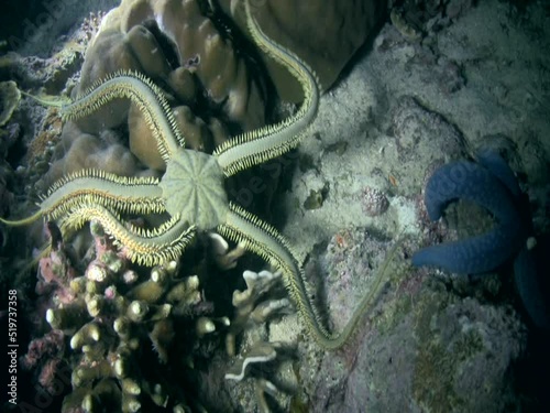 Green brittle star (Ophiarachna incrassata) crawling photo