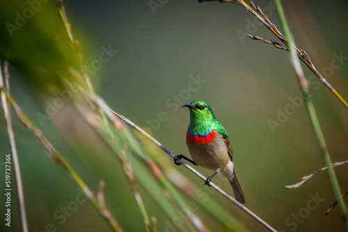 Southern double-collared sunbird or lesser double-collared sunbird (Cinnyris chalybeus) perched on a twig. Cape Town, Western Cape. South Africa photo