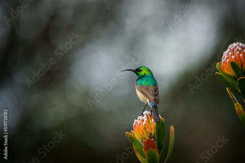 Southern double-collared sunbird or lesser double-collared sunbird (Cinnyris chalybeus) perched on a pincusion flower. Cape Town, Western Cape. South Africa photo