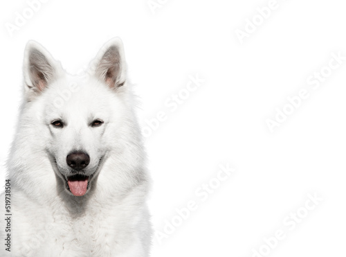Portrait White Swiss Shepherd Isolated White Background