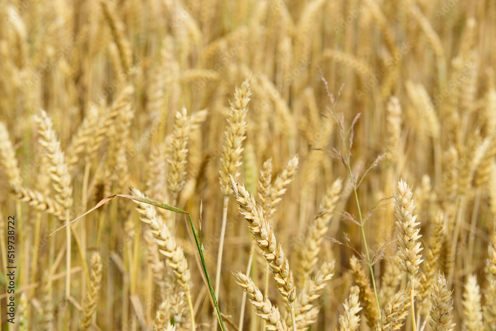 beautiful brown barley meadow on a sunny summer day