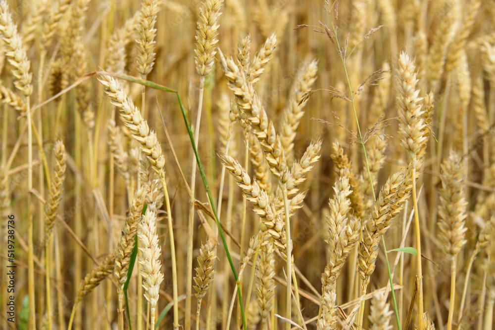 beautiful brown barley meadow on a sunny summer day beautiful brown barley meadow on a sunny summer day
